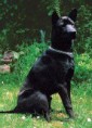 /album/ra%c3%a7as%20de%20cachorros%20%2c%20%28%3a/c%c3%a3o%20tailand%c3%aas%20de%20crista%20dorsal-jpg/